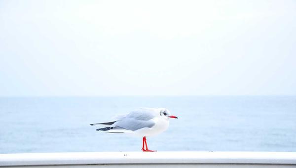 双色球玩法全解析